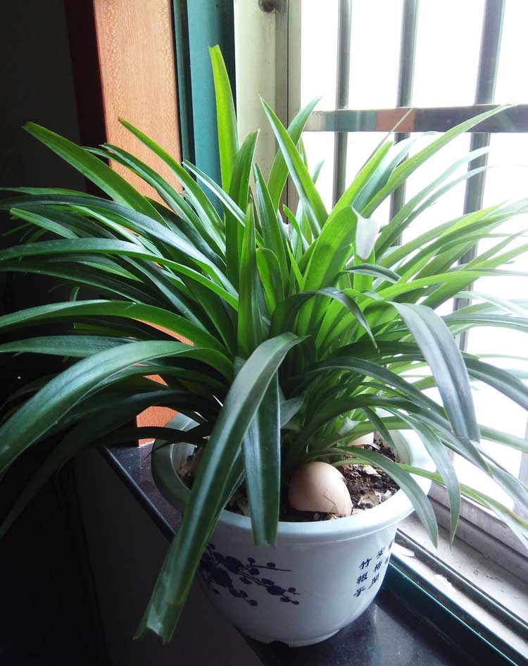 家里綠植防什么好？